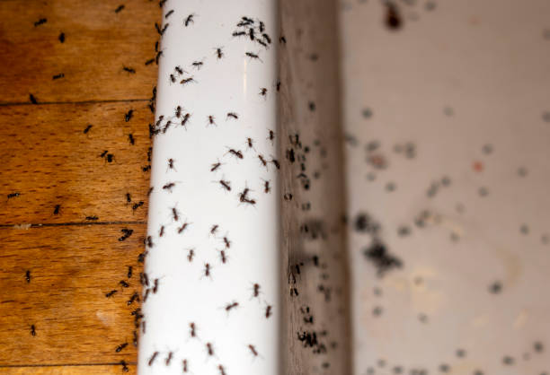 Best Flea Control Services  in Lake Monticello, VA